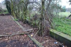 Southern wall of Danson Pool in copse of trees, 2014